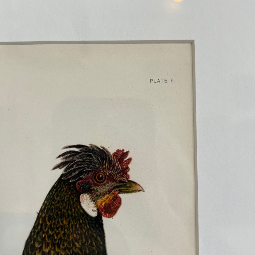 Original 1909 Kako Morita Chicken Lithograph (Plate 6)