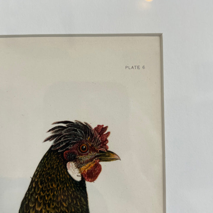 Original 1909 Kako Morita Chicken Lithograph (Plate 6)